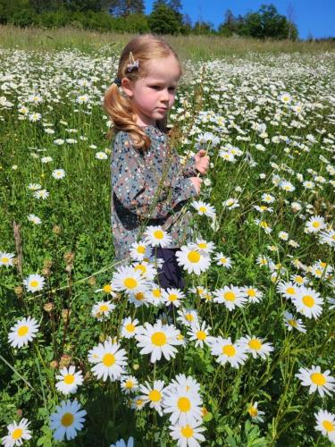 Marguerites